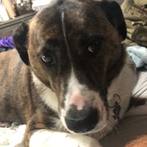 Meet your Posher, Adam